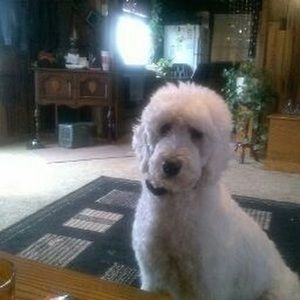 Meet your Posher, Alice